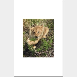 Lion Cub Posters and Art